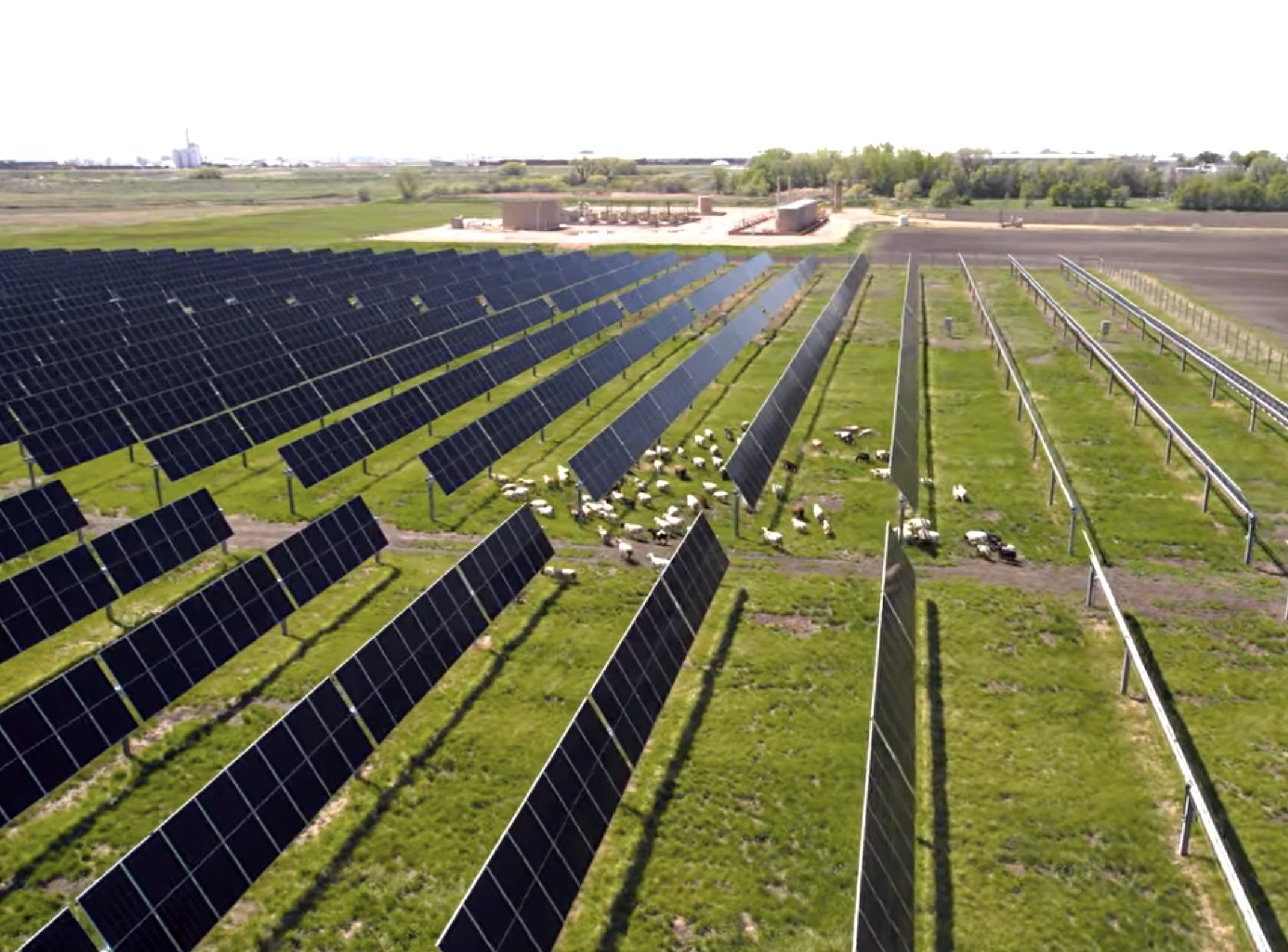 Sheep Grazing in th Field